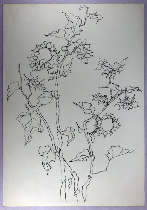 Ηλιοτρόπια