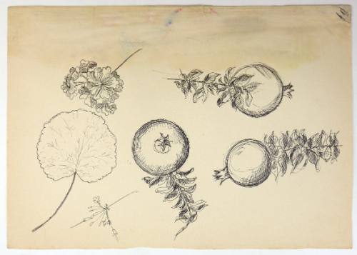 Ρόδια-Φύλλα