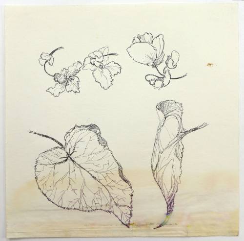 Φύλλα και άνθη