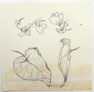 Φύλλα και άνθη