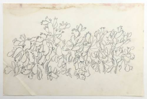 Φραγκοσυκιά