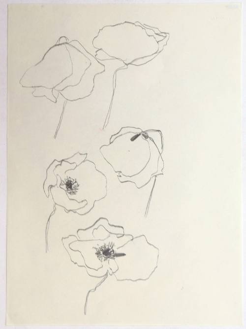 Παπαρούνες