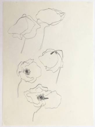 Παπαρούνες