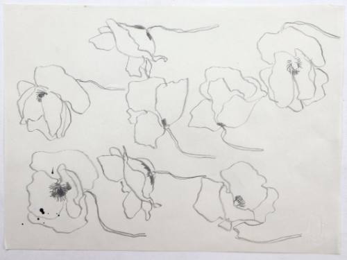 Παπαρούνες