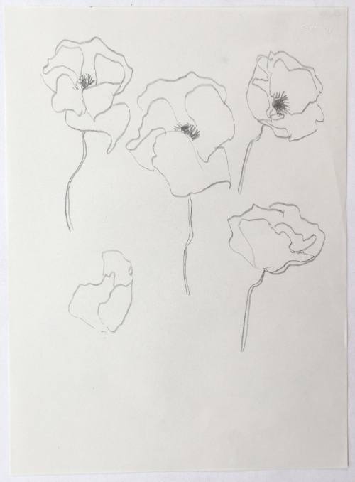 Παπαρούνες