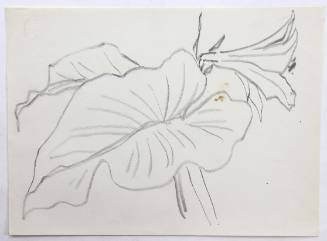 Φύλλα και Κρίνο