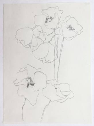 Παπαρούνες