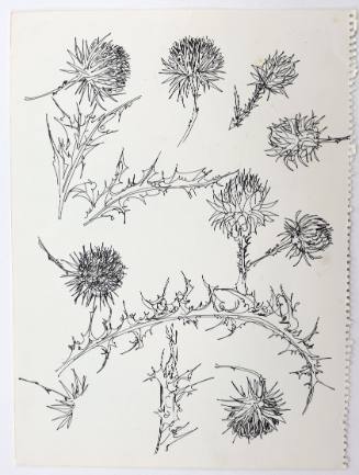 Γαιδουράγκαθα-Αγριοσέλινο-Αγριοκρέμμυδα