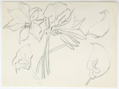 Κρίνα και Κάλες