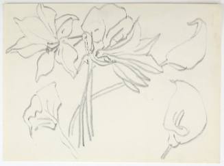 Κρίνα και Κάλες