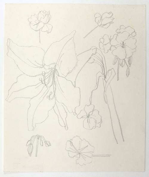 Κρίνα και γεράνια