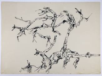 Ξερά Κλαδιά Συκιάς