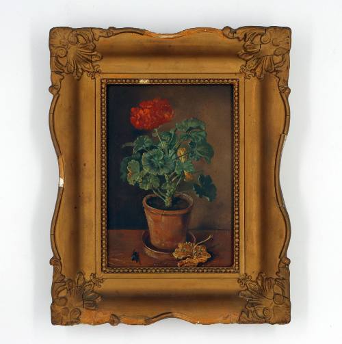 Γεράνι σε γλάστρα